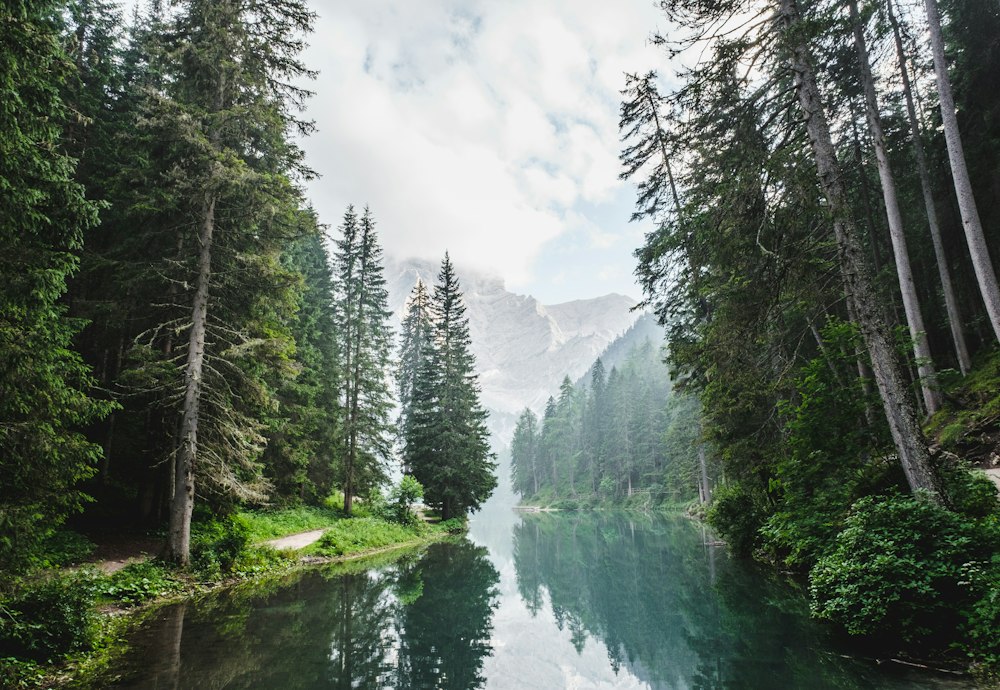 Sunlight falling through a tranquil forest